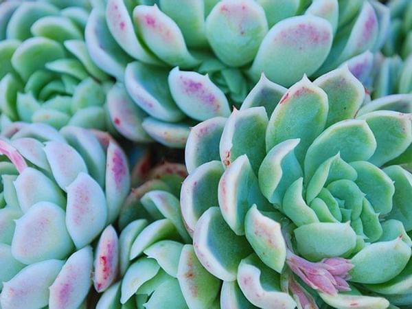 Close-up of succulents at Safety Harbor Resort & Spa