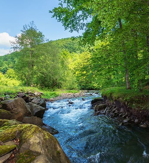 river and trees