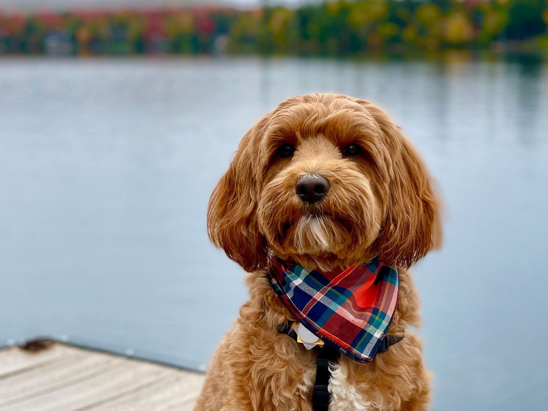 Fluffy dog with a plaid bandana sits on a wooden dock by a calm lake with autumn colors near High Peaks Resort