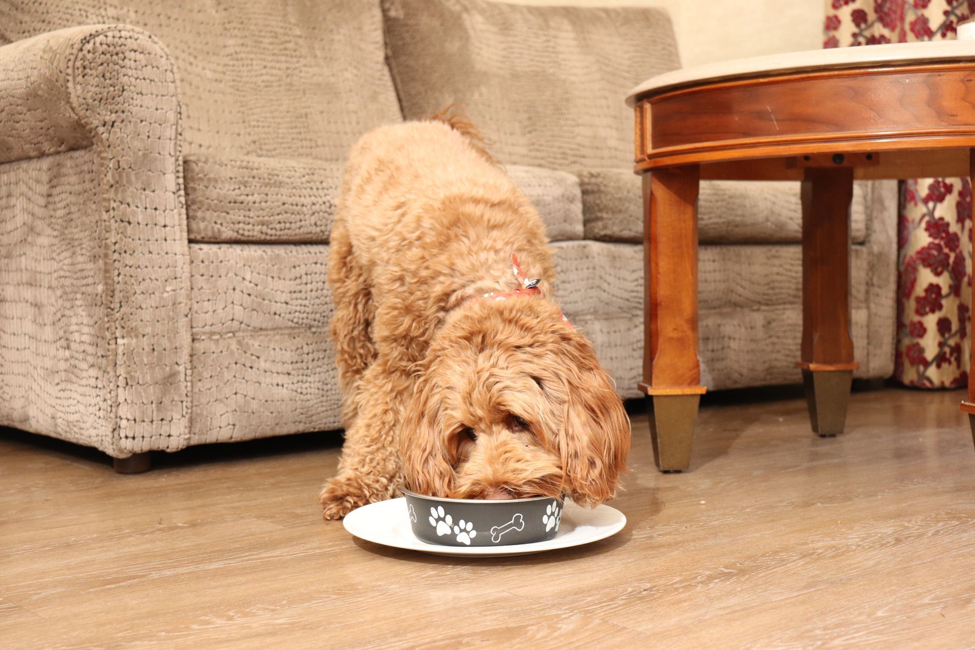 Labradoodle eating out of doggie bowl