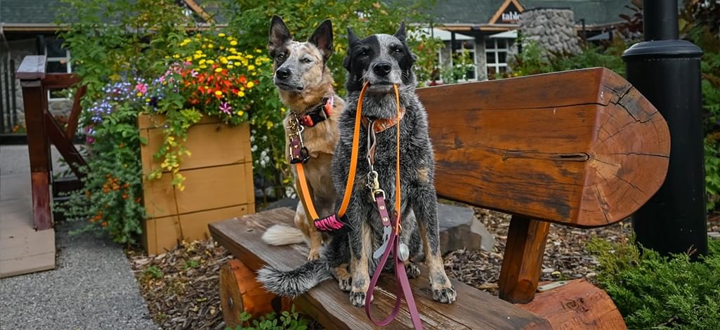 Two dogs sit on a bench outside of a hotel in Canmore, ready for their walk on a dog-friendly trail.