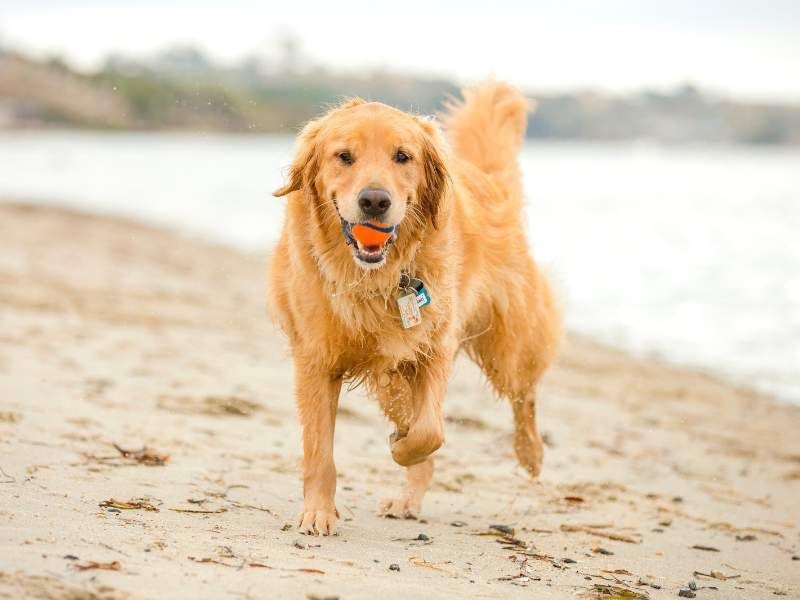 Dog Beaches in Asbury Park New Jersey