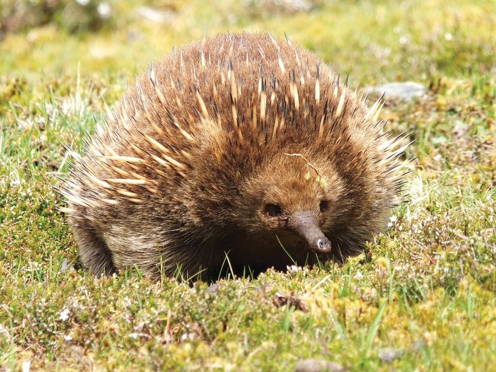 Echidnas in the Sanctuary near Cradle Mountain Hotel