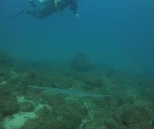 Diving Tour