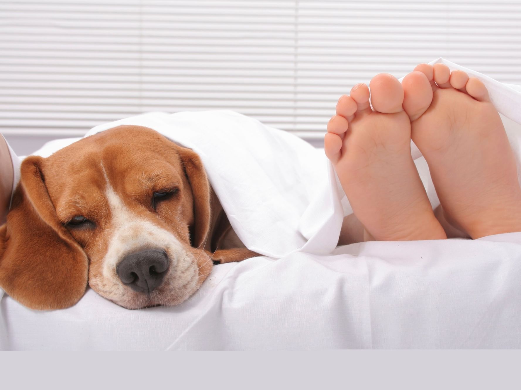 A puppy laying beside a kid's feet at Best Western Premier