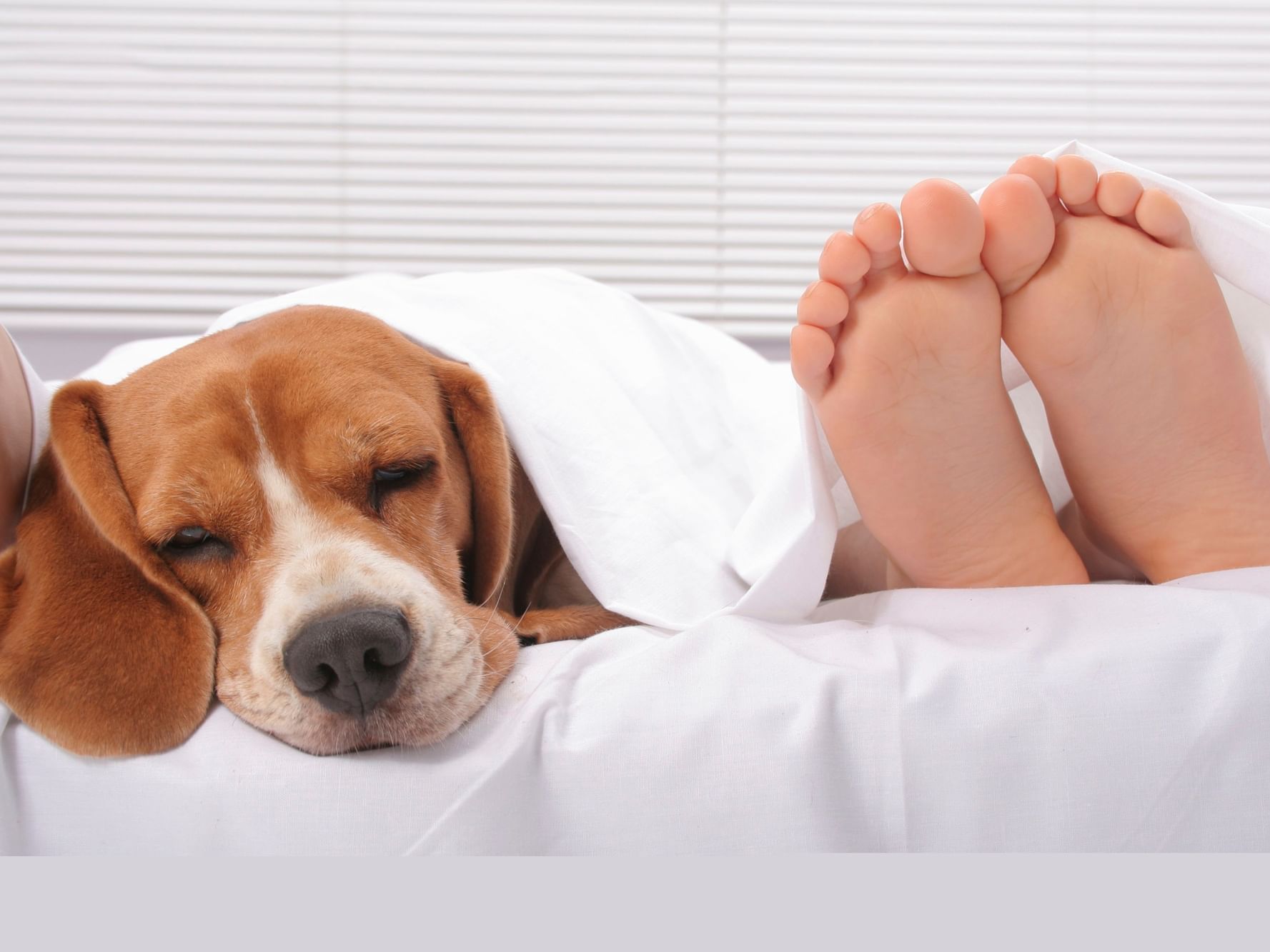 puppy in bed with human feet