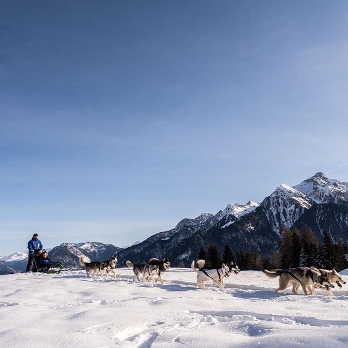 Dog sled dragging by huskies on snow, Falkensteiner Hotels