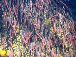 Kokanee salmon spawning in Taylor Creek in October. Photo by Jonathan Cook-Fisher / CC BY-2.0 via Flickr