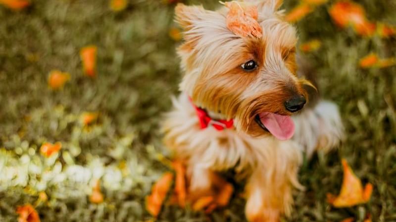 A terrier looks off in the distance in a dog park