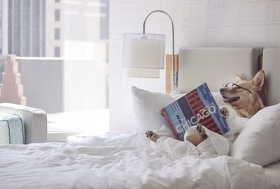 Close-up of a cute dog on a bed holding a book at Kinzie Hotel