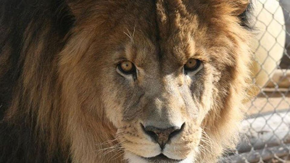 Sierra Nevada Zoological Park near Legacy Vacation Resorts