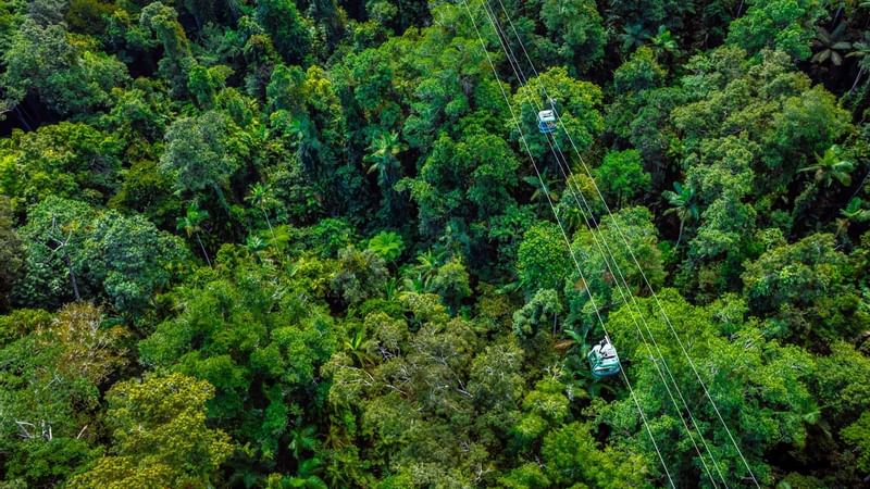 Skyrail Rainforest Cableway