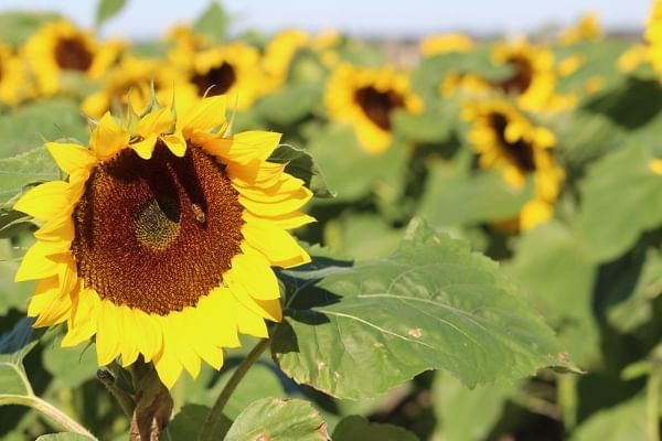 A close-up of a beautiful yellow sunflower with a bee in the middle, and rows of out-of-focus sunflowers behind.