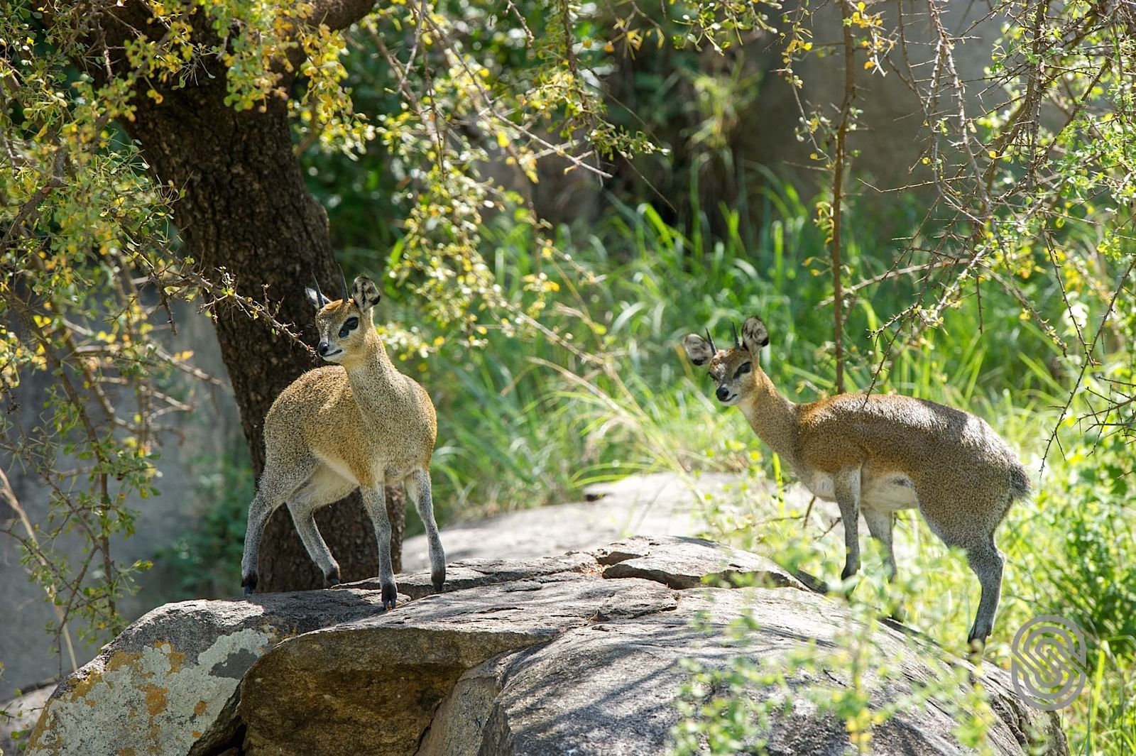 Two deer on a rock near the Mbuzi Mawe Serena Camp