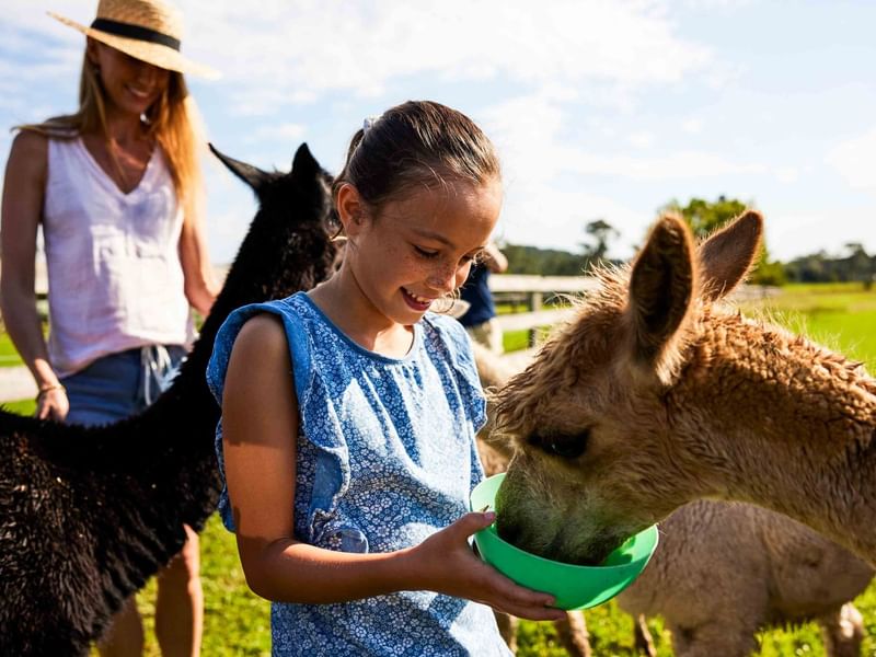 Girl feeding alpaca at Alpaca Farm near Pullman Magenta Shores