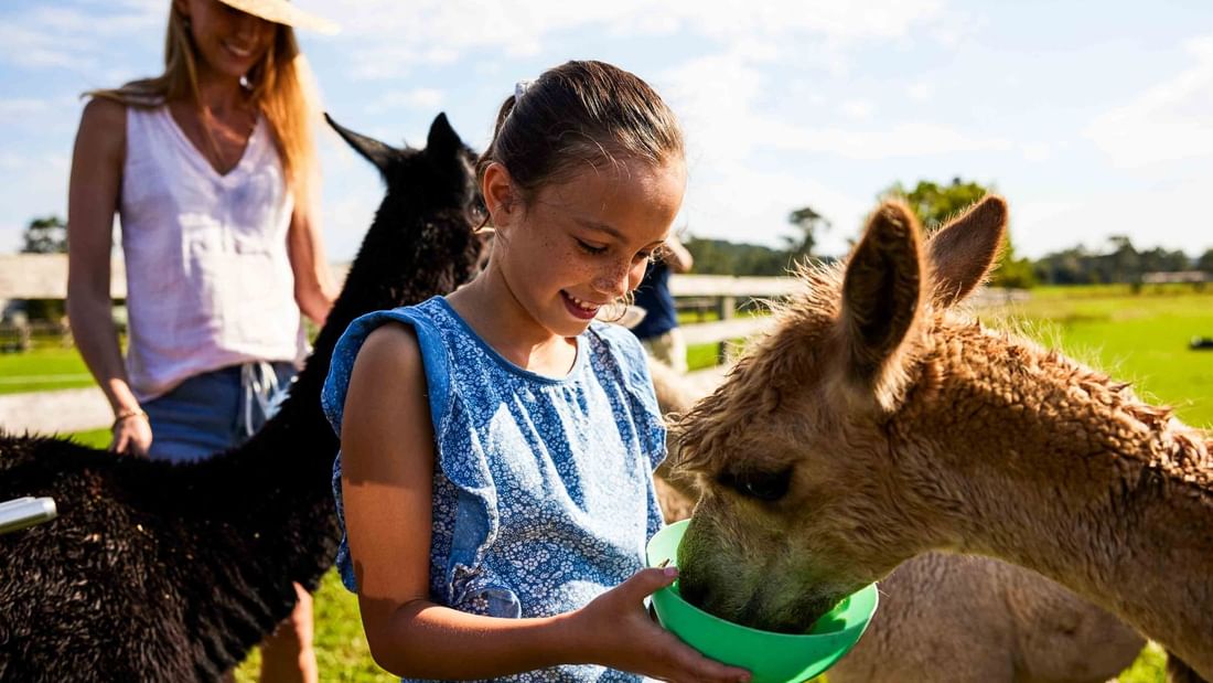 Girl feeding alpaca at Alpaca Farm near Pullman Magenta Shores