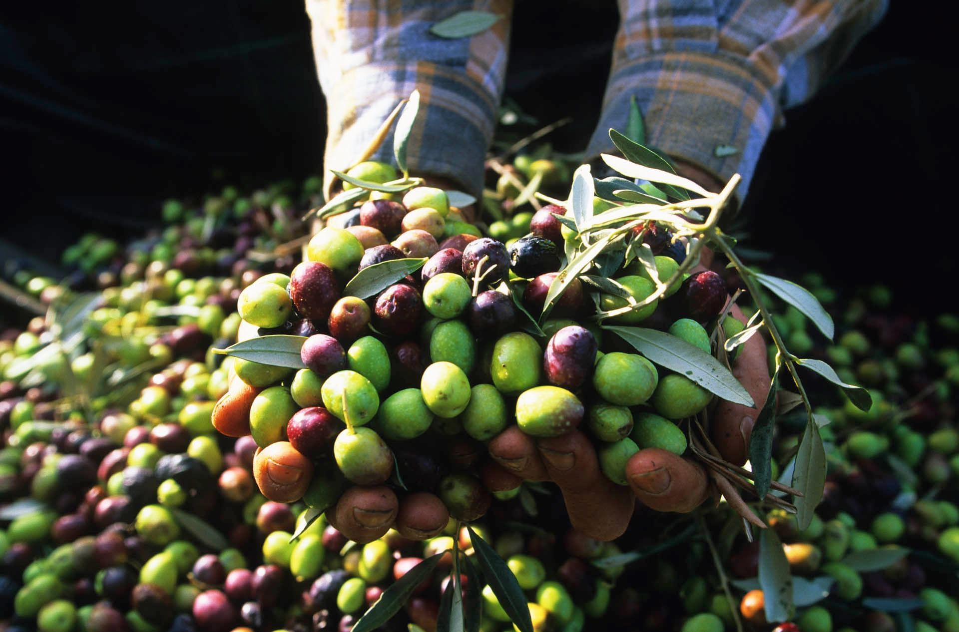 Close-up of man holding olives at Domaine de Manville