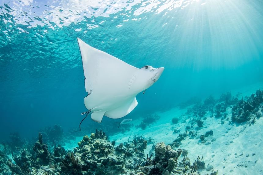 A ray fish over the reef in ocean near Windsong Resort On The Reef
