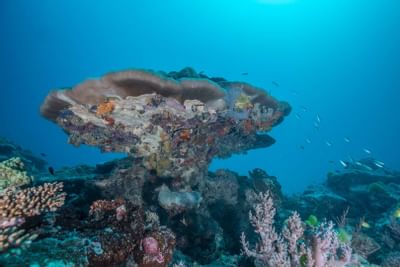 A giant coral reef near Heron Island Resort