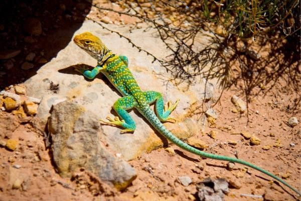 Bright green and turquoise lizard with yellow markings resting on a sunlit rock in a sandy enclosure at The Living Rainforest in Berkshire.
