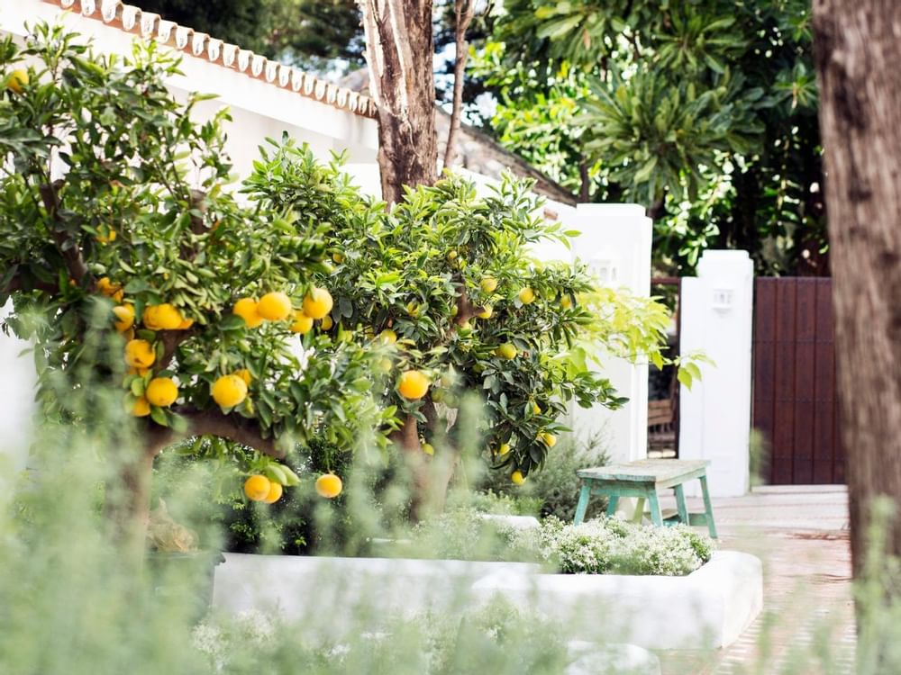 Closeup of orange plants at the garden in Marbella Club Hotel