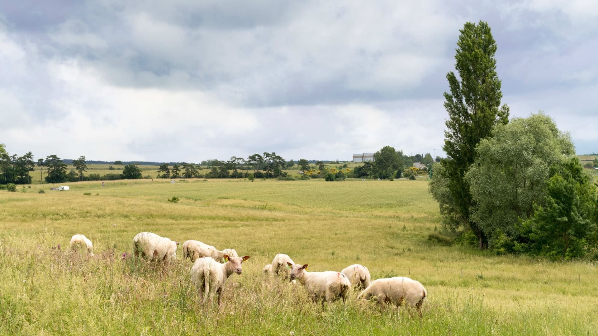 Cattles in a field near Hotel Le Caussea