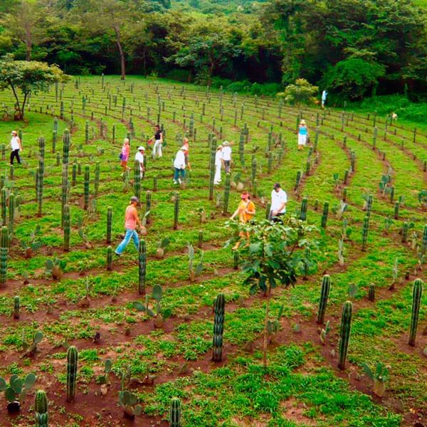 Costa Rica Laberynth