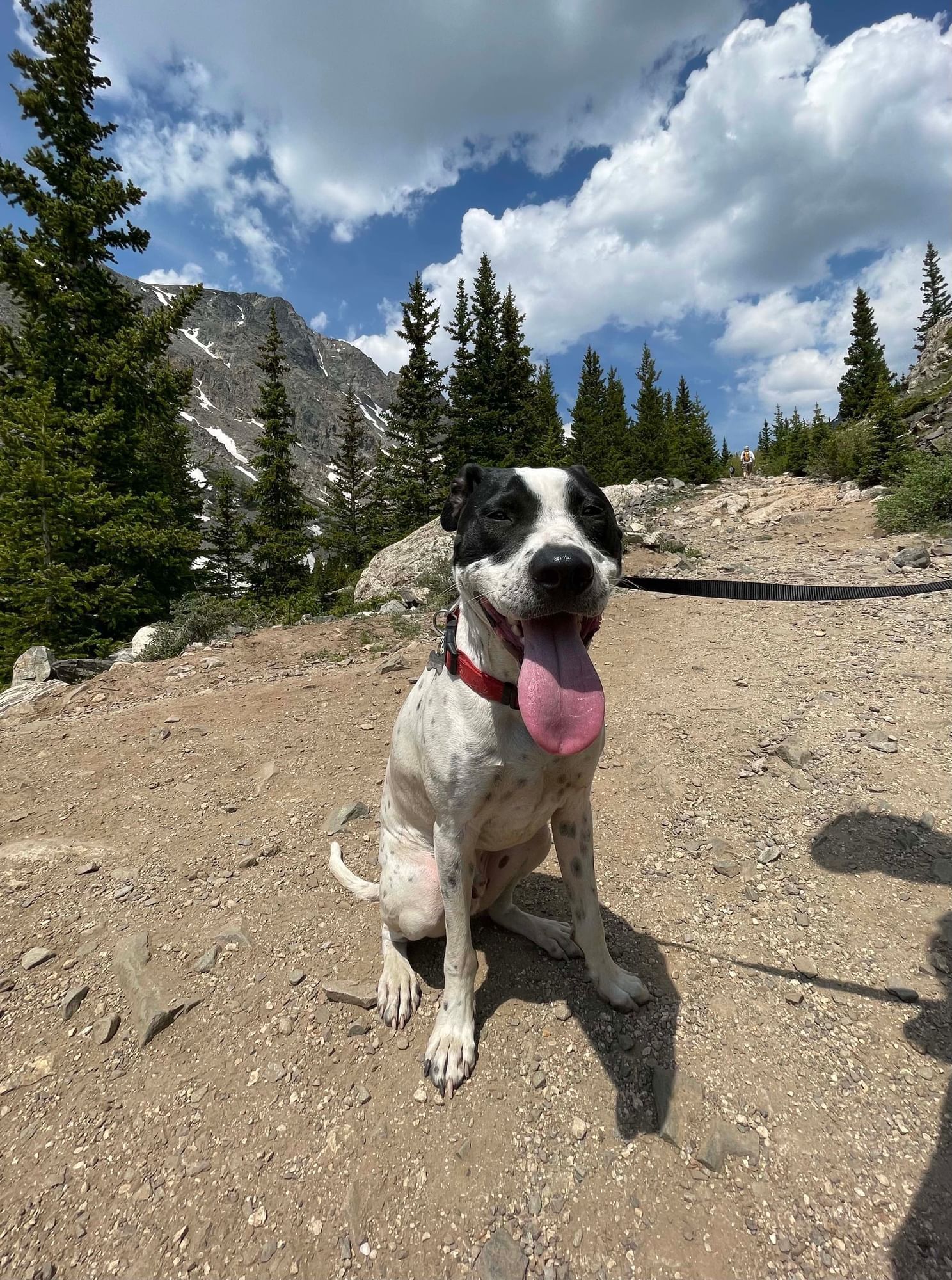 An American Bulldog on the mountains near Kinship Landing