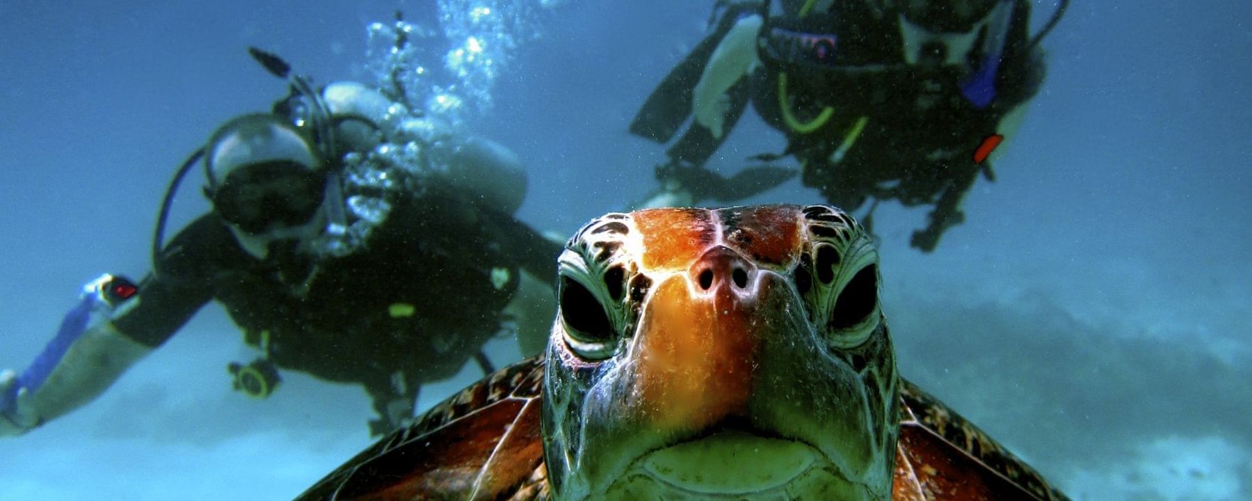 Sea turtle swims directly toward the camera with two scuba divers behind near Infinity Bay Spa & Beach Resort