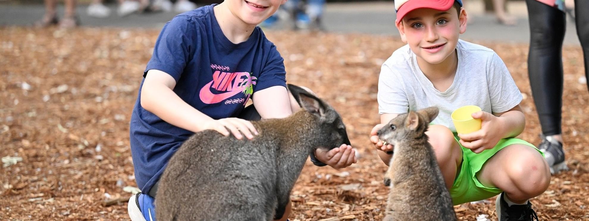 Two boys feeding kangaroos at Featherdale Sydney Wildlife Park.