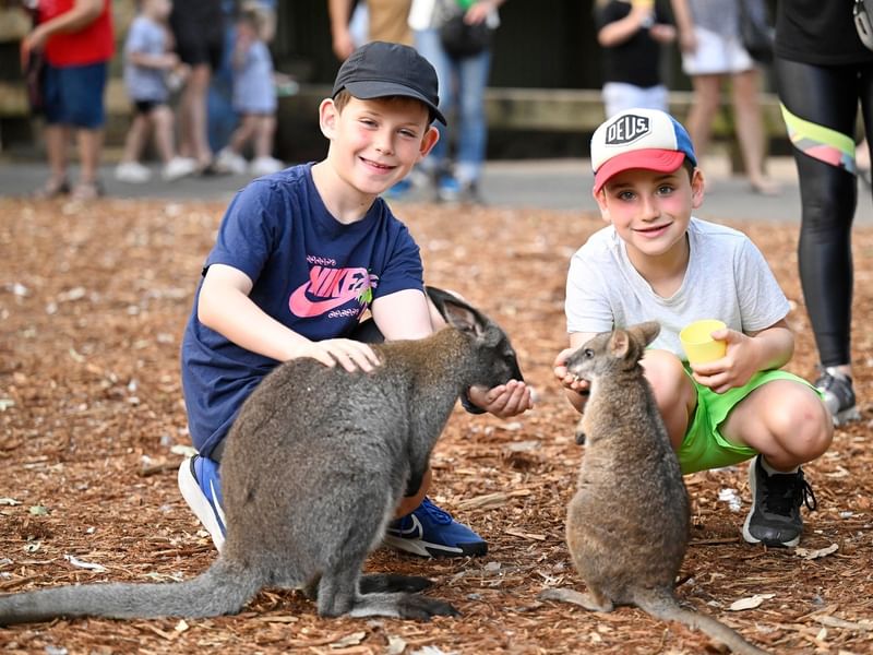 Two boys feeding kangaroos at Featherdale Sydney Wildlife Park.