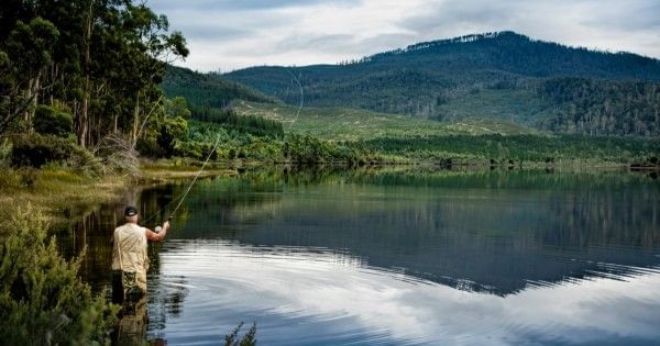 Man fly fishing in calm river surrounded by forested hills near Launceston, Tasmania