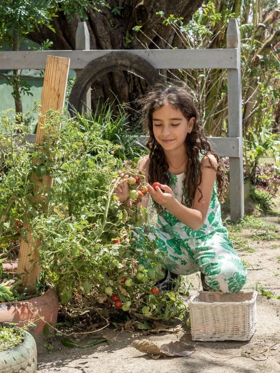 Girl plucking tomatoes in the garden at Buena Vista Del Rincon