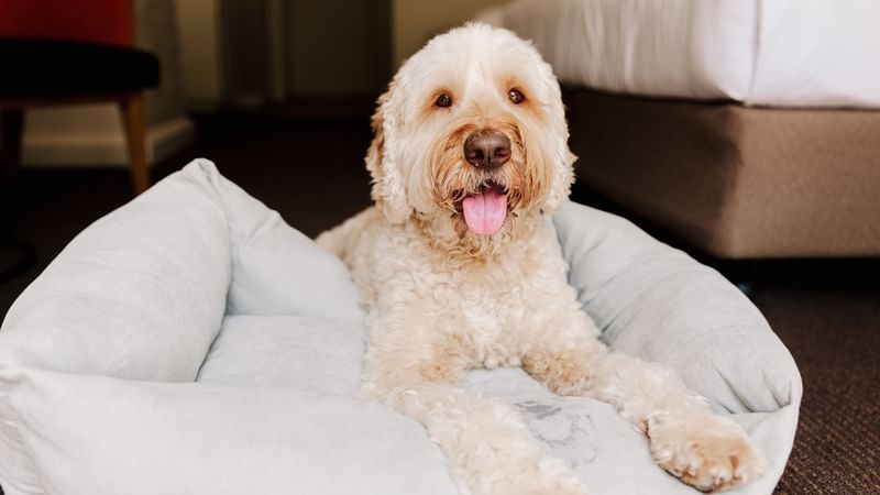 Pet Friendly Rooms Gold Coast