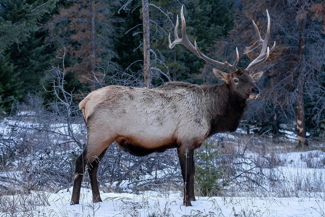 Elk galaxy clearance dress