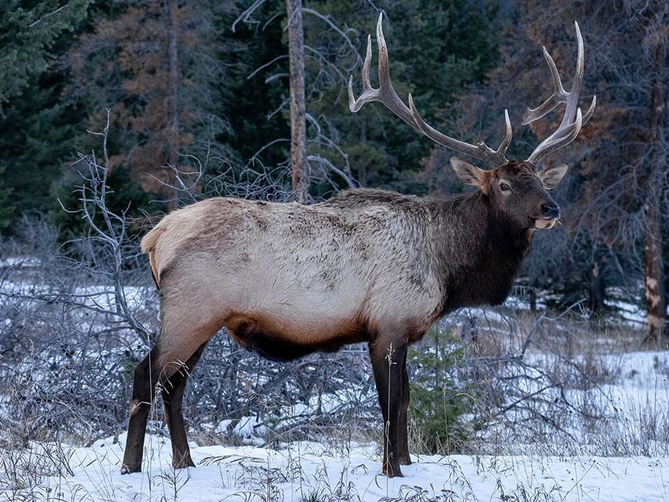 Rocky Mountain elk in National Elk Refuge near Hotel Jackson