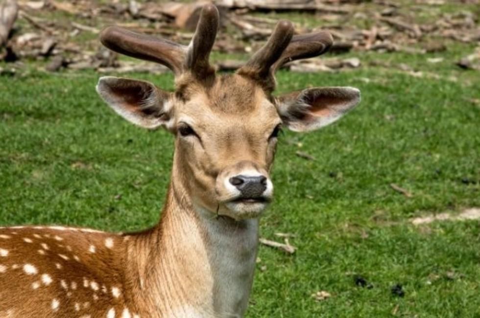 Uk Deer species featuring the Sika Deer