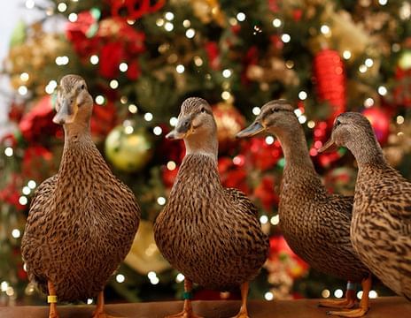 The Peabody Ducks - Holiday