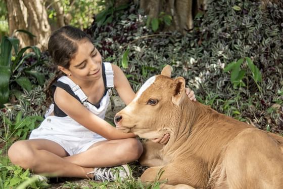 A girl petting a calf on the ground near Buena Vista Del Rincon