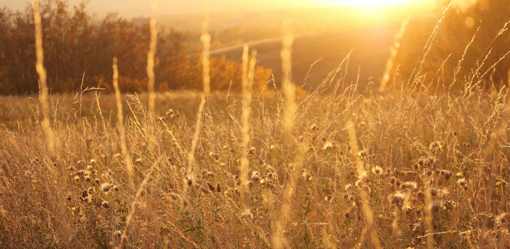 Wild Grass during sunset near Calgary Downtown Hotel