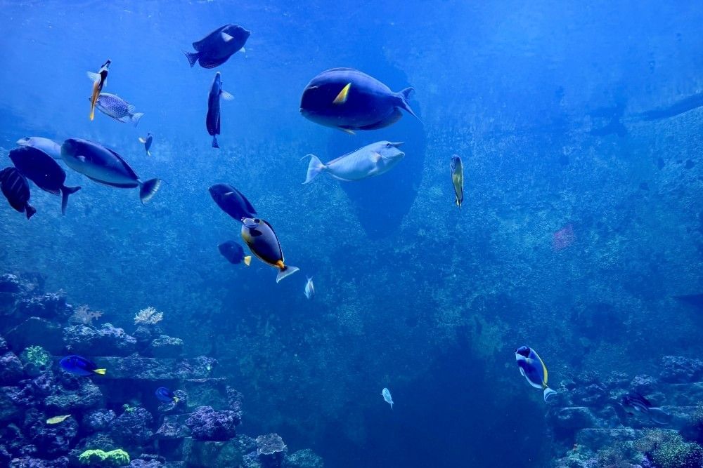 A deep blue aquarium with colorful fish and coral reef. 