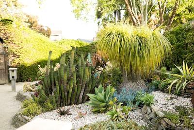 A garden with various succulents, cacti, and a tall yellow plant, surrounded by rocks and gravel.