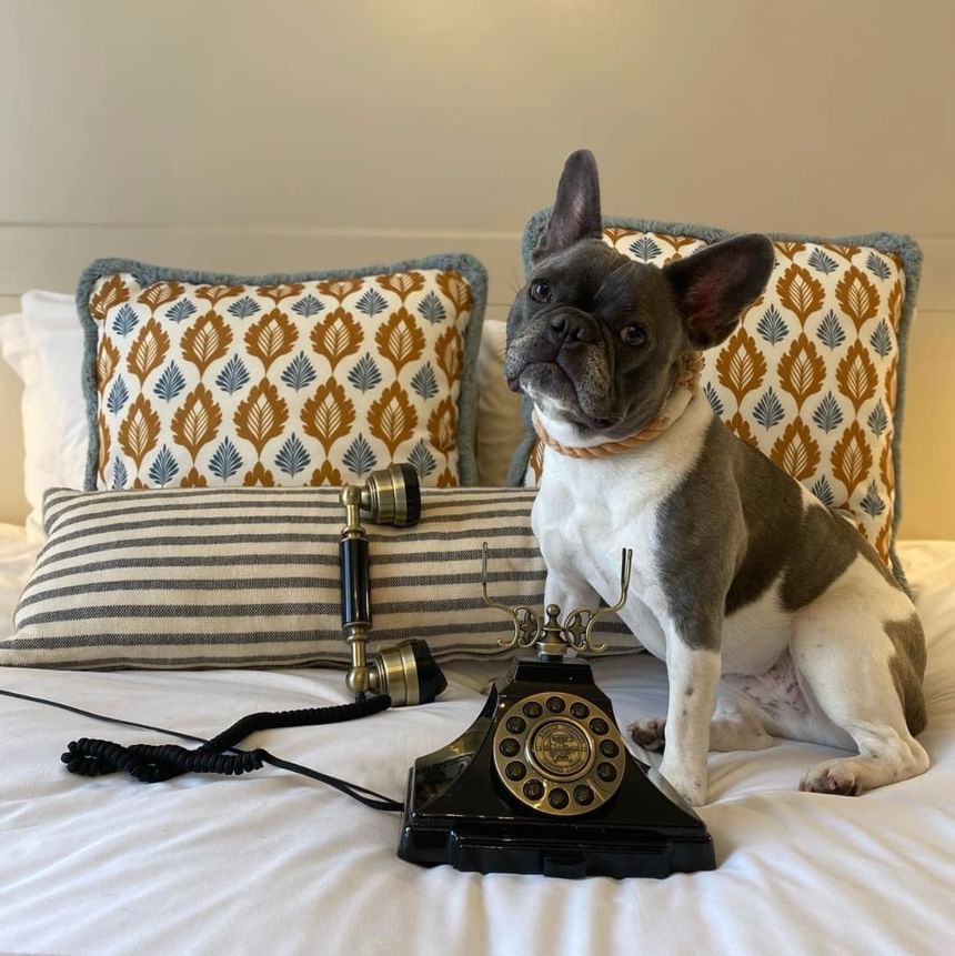 A dog sitting on a bed with a telephone at Richmond Hill Hotel
