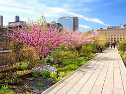 View of flower trees in New York City near Hotel Shocard