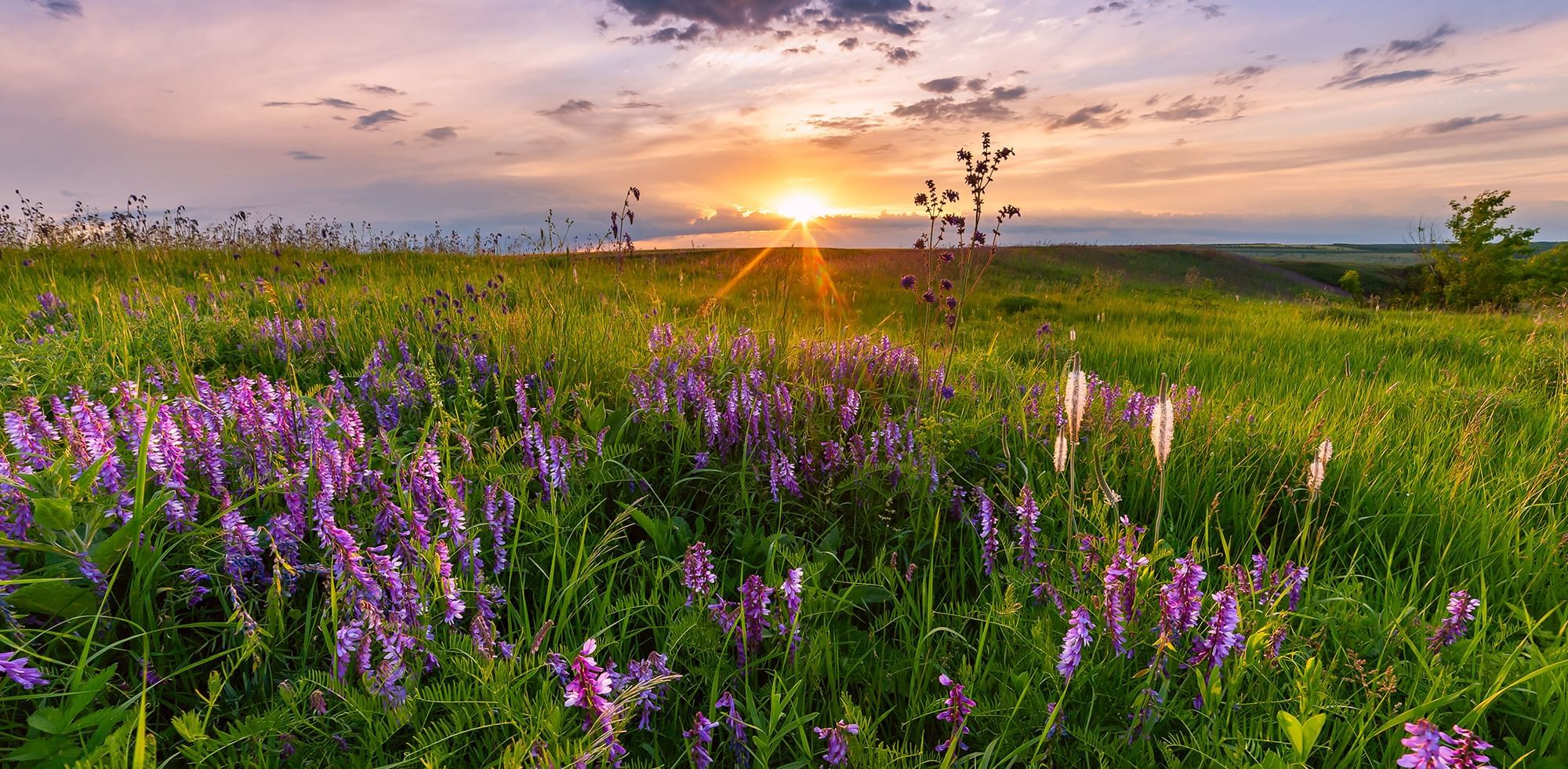 Landscape view of a field with flowers at Coast Fort St. John Hotel