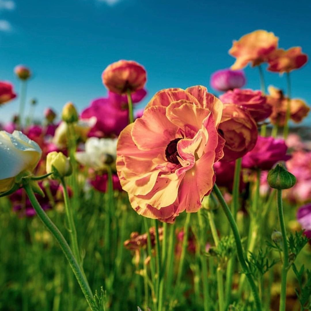 Carlsbad Flower Fields | Near Carlsbad by the Sea Hotel