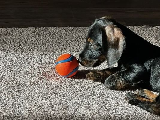 Treat your furry friend to a Manhattan getaway with ArtHouse Hotel NYC’s pet-friendly package.