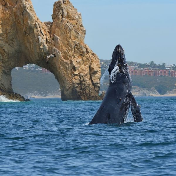 A majestic whale breaches near the iconic El Arco rock formation in Los Cabos near Marquis Los Cabos Resort