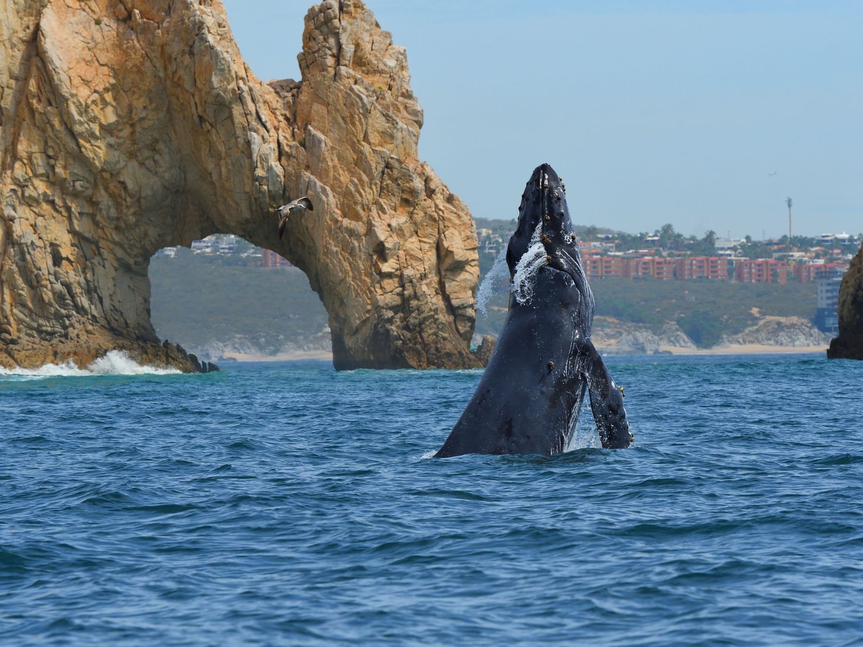 A majestic whale breaches near the iconic El Arco rock formation in Los Cabos near Marquis Los Cabos Resort