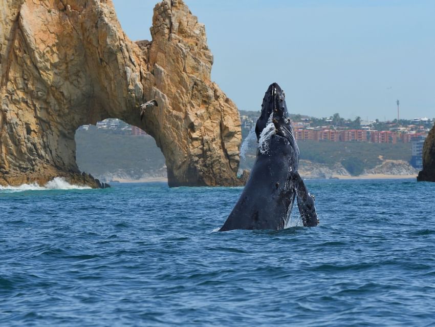 A majestic whale breaches near the iconic El Arco rock formation in Los Cabos near Marquis Los Cabos Resort